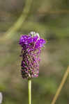 Purple prairie clover